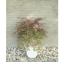 Japansk lönn i kruka framför en stenmur