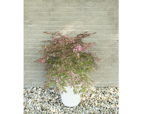 Japansk lönn i kruka framför en stenmur