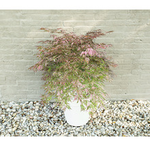 Japansk lönn i kruka framför stenmur