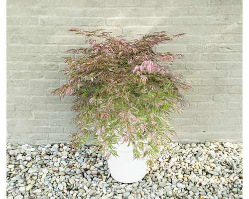 Japansk lönn i kruka framför stenmur