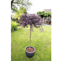 Japansk mörkröd lönn Acer palmatum Garnet 90cm Co 6,5L