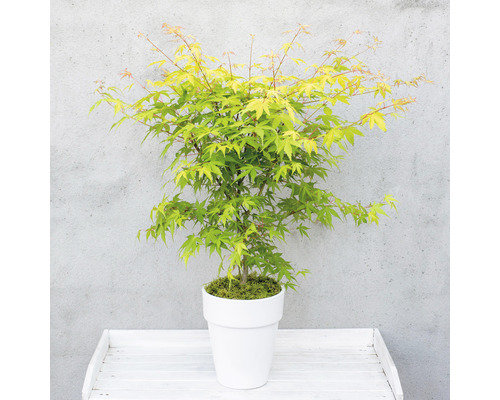 Japansk lönn i kruka