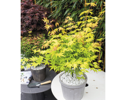 Japansk lönn i kruka täckt med grus