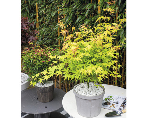 Japansk lönn i kruka med vita stenar som dekoration