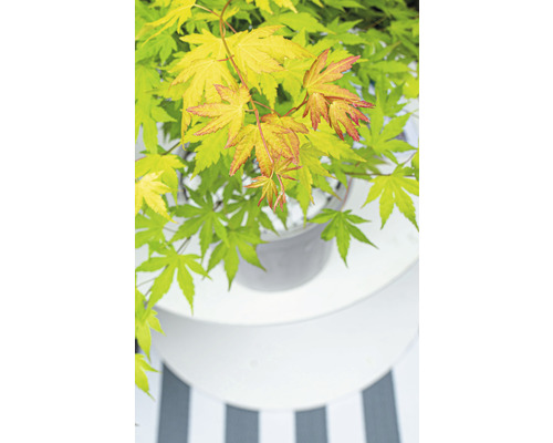 Japansk lönn i kruka på ett bord