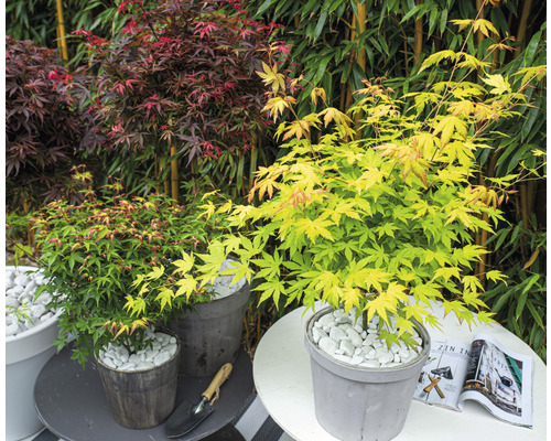 Tre lönnväxter i krukor på bord i trädgården.