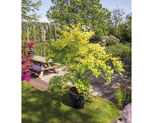 Japansk lönn i kruka i trädgården