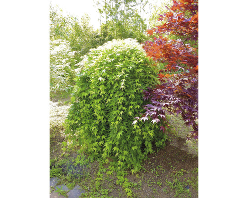 Japansk lönn i trädgården