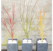 Tre bladlösa prydnads-lönnar i grå, fyrkantiga planteringskärl med vitt grus