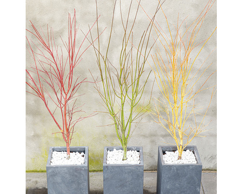 Tre bladlösa prydnads-lönnar i grå, fyrkantiga planteringskärl med vitt grus