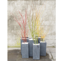 Flerfärgade kornellgrenar i grå planteringskärl