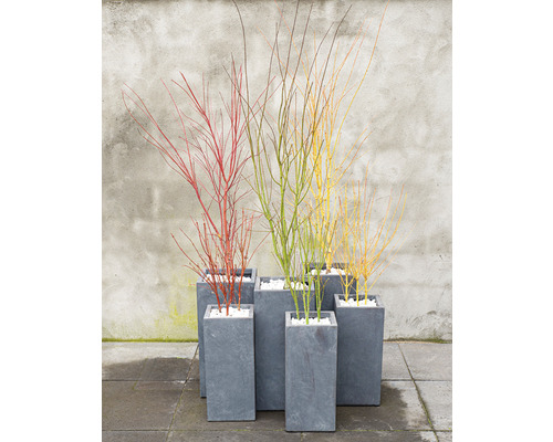 Flerfärgade kornellgrenar i grå planteringskärl