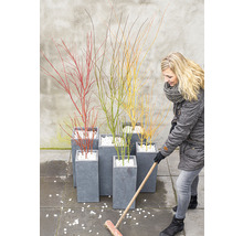 Kvinna sopar vita småstenar bredvid blomlådor med färgglada prydnadsbuskar