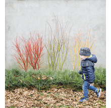 Scen med en pojke som går förbi prydnadsbuskar med färgade grenar