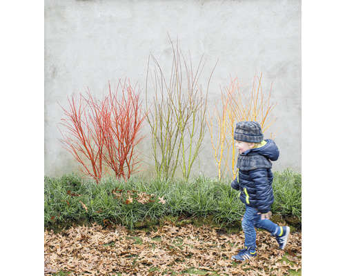 Scen med en pojke som går förbi prydnadsbuskar med färgade grenar
