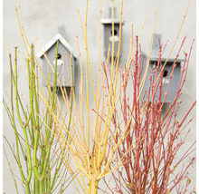 Knippe av dekorativa pilgrenar med fågelholkar i bakgrunden