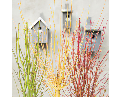 Knippe av dekorativa pilgrenar med fågelholkar i bakgrunden