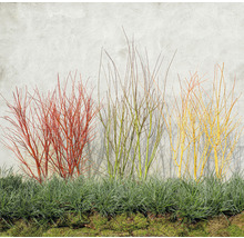 Färgstarka kornellbuskar framför en vägg med prydnadsgräs