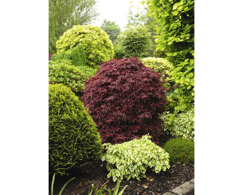 Trädgård med diverse prydnadsbuskar och träd.