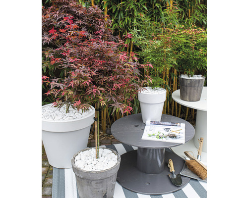 Trädgårdsscen med lönnträd i krukor, dekoration med vita stenar och trädgårdsredskap