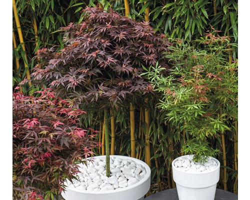 Tre lönnar i vita krukor mot en bambubakgrund