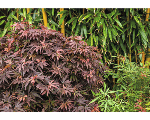 Japansk lönn och bambu i trädgården