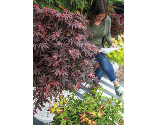 Trädgårdsscen med japansk lönn och en kvinna som läser en bok