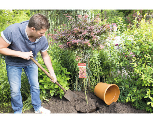 Man planterar japansk lönn med en spade i en trädgård.