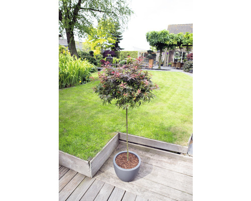 Japansk lönn i kruka på en träterrass i en trädgård.