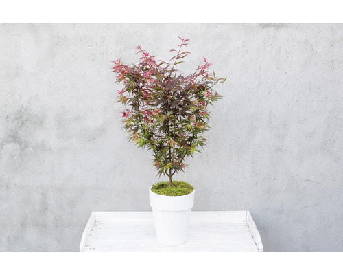 Japansk lönn i kruka på ett bord