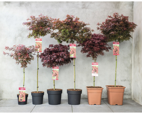 Rad av japanska lönnar i olika storlekar i krukor