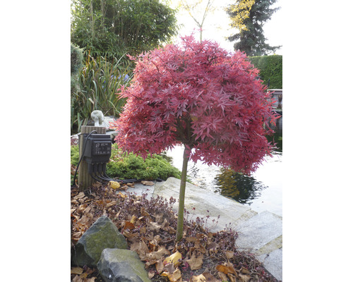 Japansk lönn i trädgården