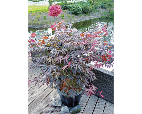 Japansk lönn i kruka på en terrass