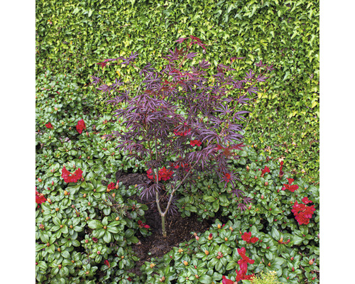 Liten lönn med röda löv i trädgården.