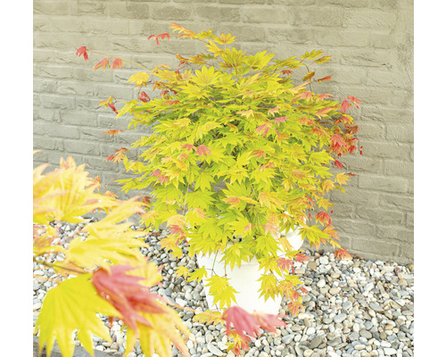 Japansk lönn i en kruka