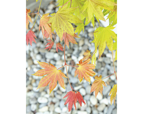 Närbild av lönnlöv framför grus