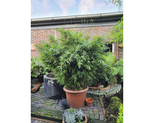 Bambu i kruka i trädgården.