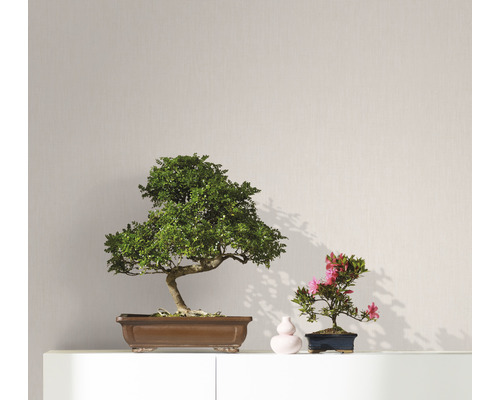 Två rumsbonsaier på en hylla