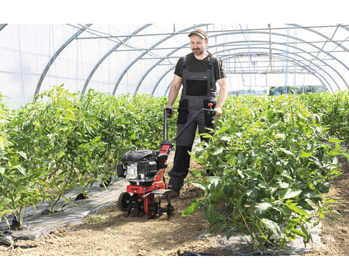 Man använder en motorfräs i ett växthus för jordbearbetning mellan tomatplantor.