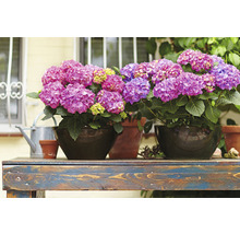 Hortensia Hydrangea macrophylla 'DIVA FIORE®' Co 5L upprepat blommande, sorterad