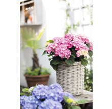 Hortensia Hydrangea macrophylla 'DIVA FIORE®' Co 5L upprepat blommande, sorterad