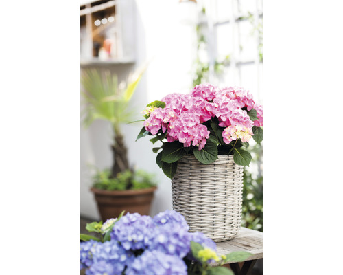 Rosa hortensia i en flätad kruka på ett träbord