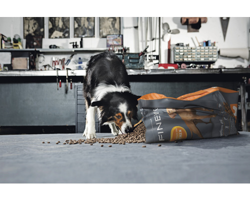 En border collie äter hundmat från en öppen påse av märket Finevo.