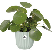 Pilea peperomioides i kruka med Elho logotyp