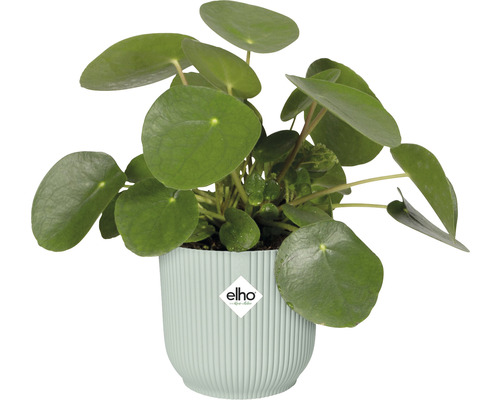 Pilea odlad i ribbad kruka med Elho-logotyp