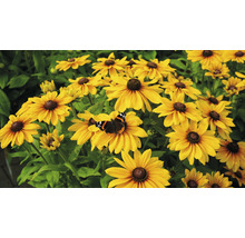 Gula Rudbeckia blommor med fjäril i trädgården