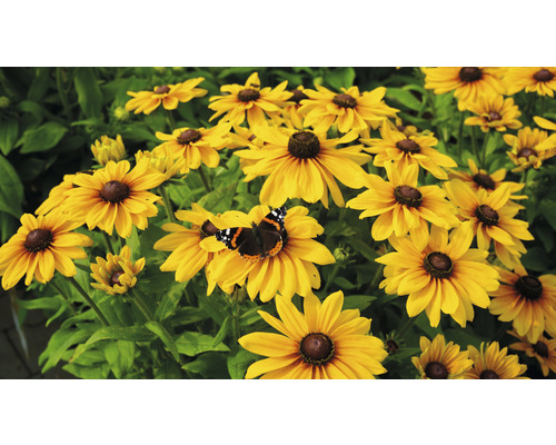 Gula Rudbeckia blommor med fjäril i trädgården