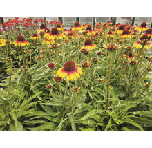 Fält av Rudbeckia blommor med konformade blomställningar och gröna blad