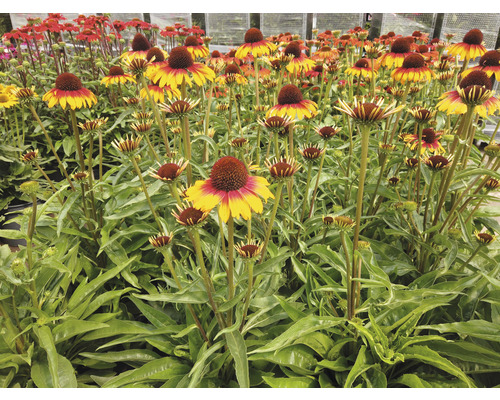 Fält av Rudbeckia blommor med konformade blomställningar och gröna blad