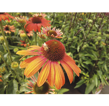Närbild av en Echinacea blomma med ett bi